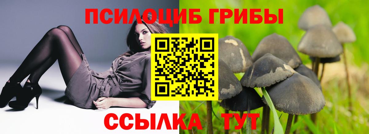 Псилоцибиновые грибы Psilocybine cubensis Брянск